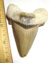 Auriculatus Shark Tooth